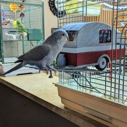 Blue Quaker in front of toy travel trailer on his birdcage door