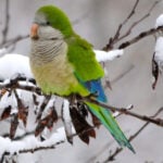Lone Quaker parrot on branch in the winter
