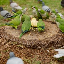 Small flock of Quaker parrots eating on large tree stump surounded by other monk parakeets and pigeons