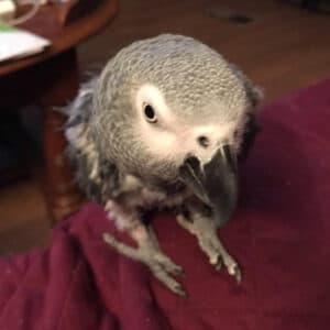 Why Does My African Grey Picks His Feathers?