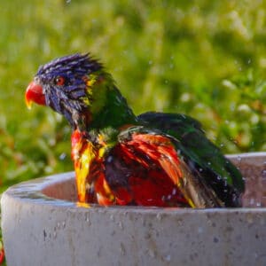 Can My Parrot Get Too Wet During Bathing Due to Age?