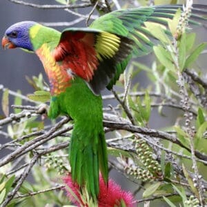 Short Circuit From Love to Attack Behavior With My Rainbow Lory Recently