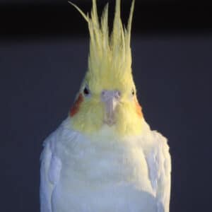 Do You Think Lupron Would Help or Hurt My Cockatiels Behavior?