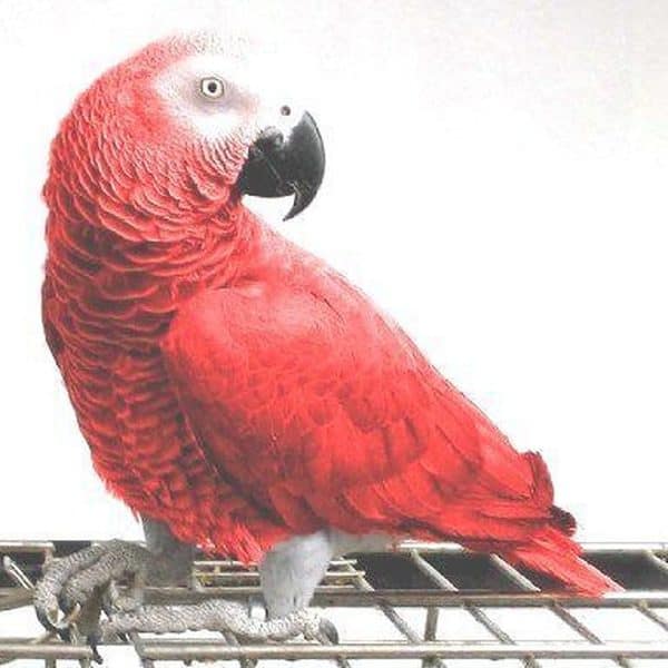 Video of the World’s First Red Factor African grey
