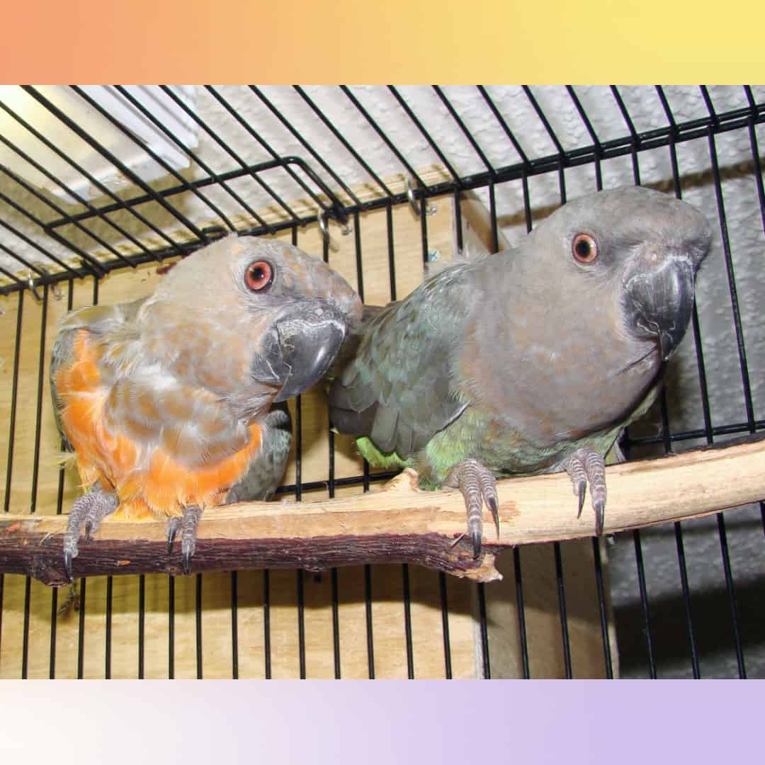 Is It True Former Breeder Birds Don’t Make Good Pets?