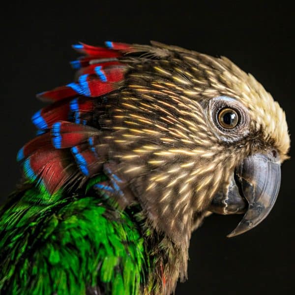 https://windycityparrot.com/wp-content/uploads/red-fan-parrot-hawkhead-600x600.jpg