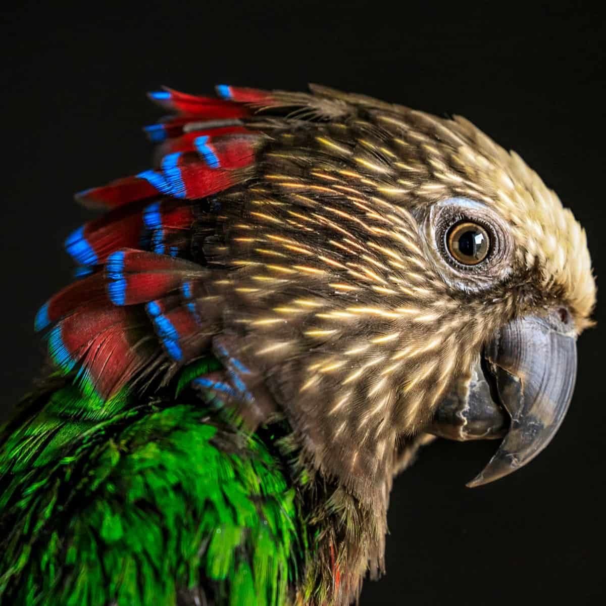 The Effects of Zinc on Parrots Should Not Be Underestimated