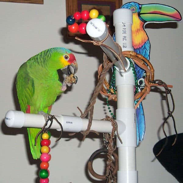 What’s the Best Way to Use PVC Pipe for a Parrot Playground?