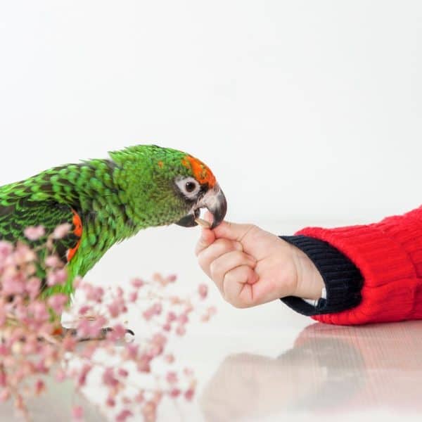 Red fronted Amazon parrot biting the finger of a human wearing a red jacket