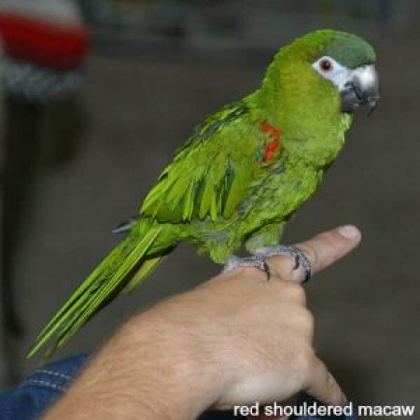 What Type of Macaw Makes the Best Pet for a Small Family?