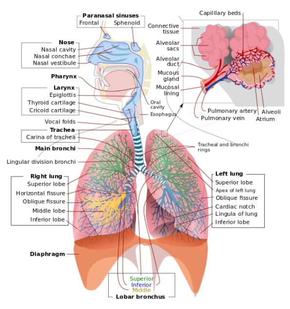 Human respiratory diagram