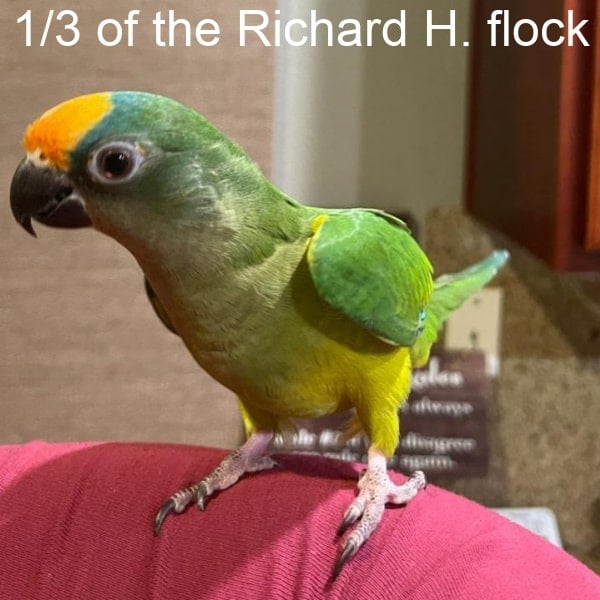 Peach face conure