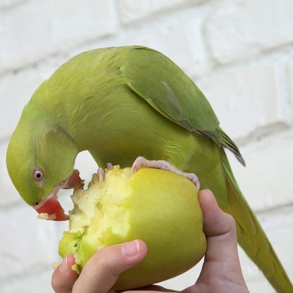My Bird Really Doesnt Eat His Fruits