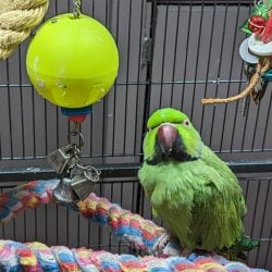 African ringneck on rope perch next to ball and bell chain toy