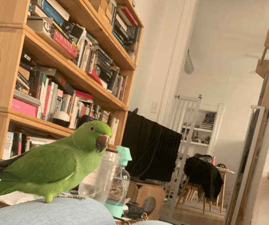 African ringneck next too book case