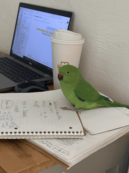 ringneck on books next to coffee and computer