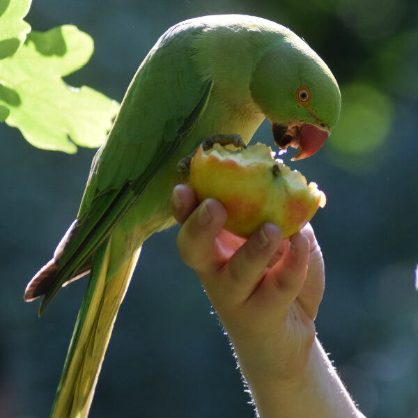 How Did TOPs Make Totally Organics Bird Food Even Better?