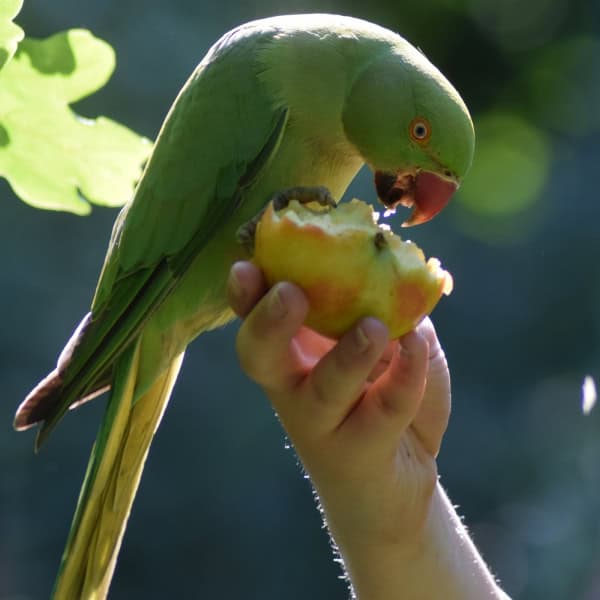 African ringneck parrot eating fruit from humans hand