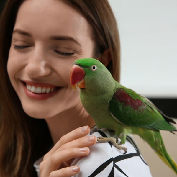 I Want to Own a Pet. Should I Buy Parrots?