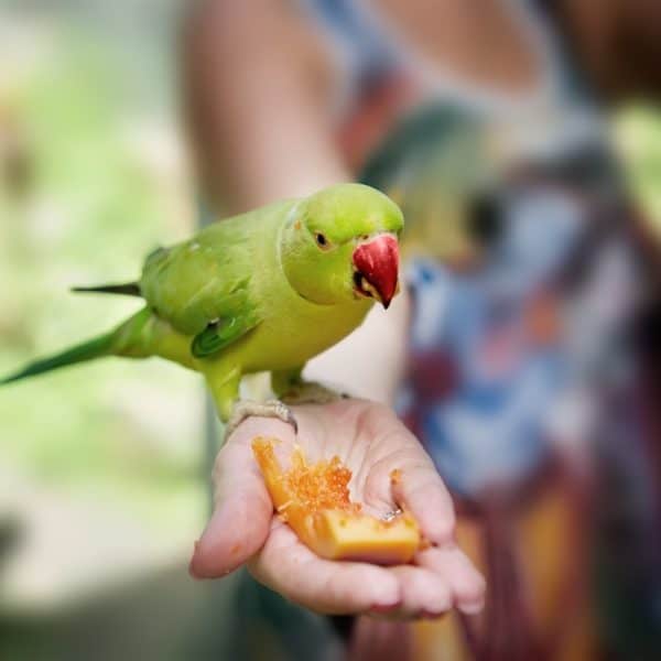 African ringneck eating from humans hand