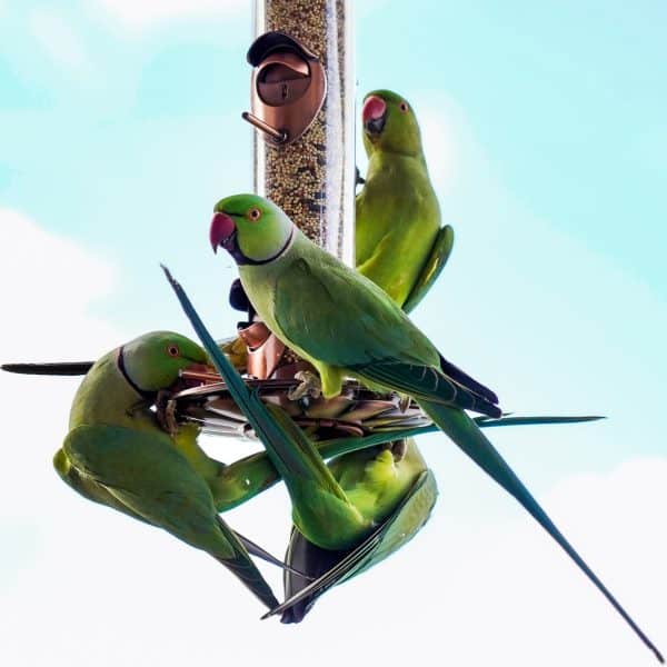 4 African Ringnecks on plastic urban backyard bird feeder