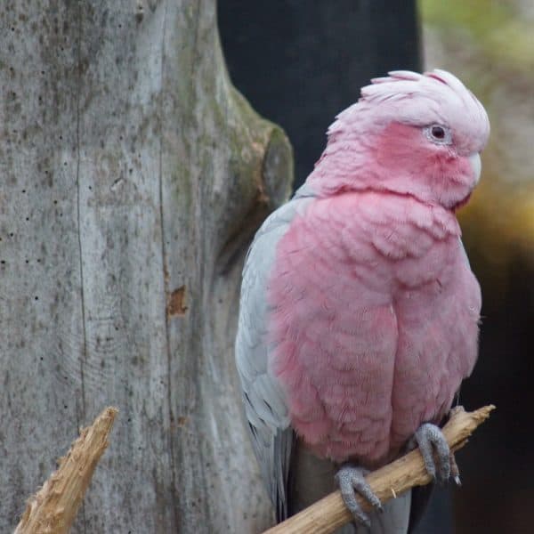 Rose Breasted Cockatoos (Galah’s) Seed Eating Issues