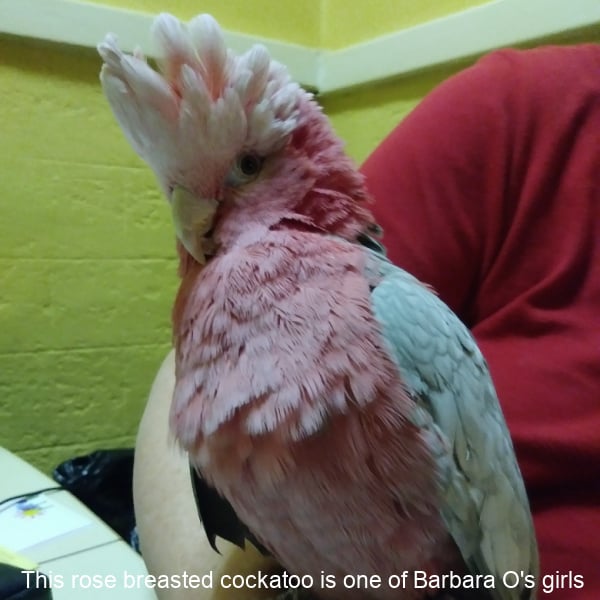 close up rose breasted cockatoo aka galahh