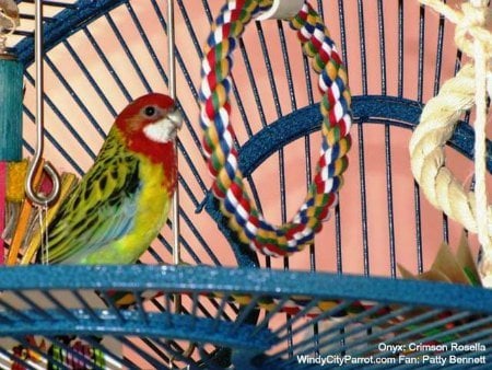 Anatomy of a Bird Cage – Why Are They Made Like That?