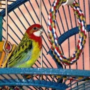 Eastern rosella parakeet in birdcage with comfy perch rope swing