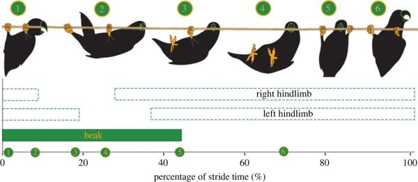 Birds using beak and feet to move in trees