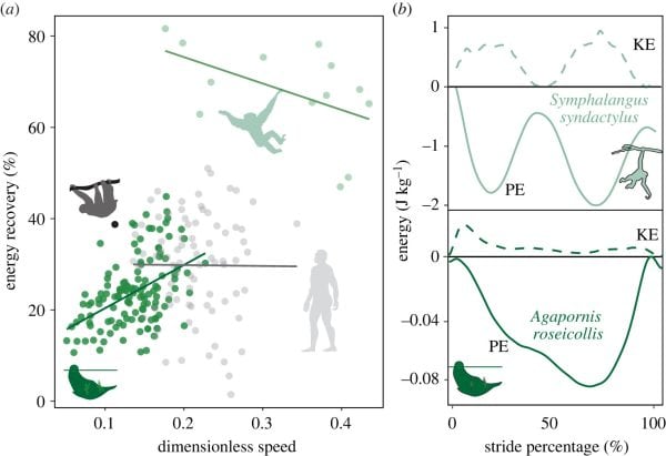 Did You Know How Much Birds Use Their Beaks to Move in Trees?