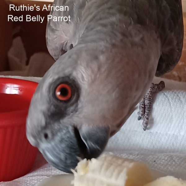 Close up African Red Belly parrot