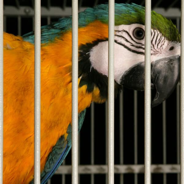 Why Does My Macaw Hate the Inside of His New Birdcage?