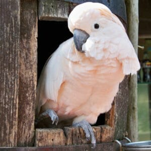 What Size Pellet Should I Get for a Moluccan Cockatoo?