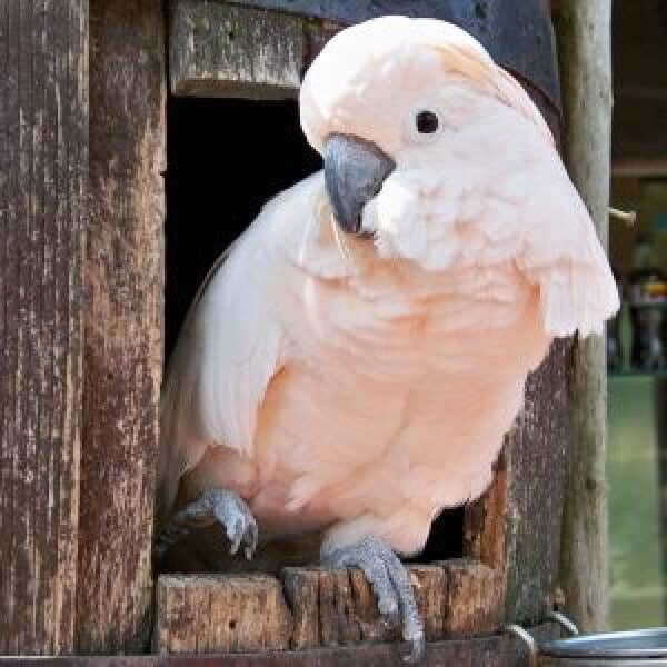 What’s a Good Diet for a Moluccan Cockatoo?