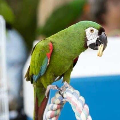 Mini Macaw Food