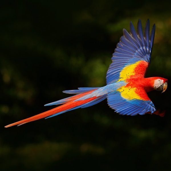 Why Does My Unclipped Scarlett Macaw Refuse to Fly?
