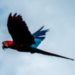 Scarlet Macaw parrot in flight