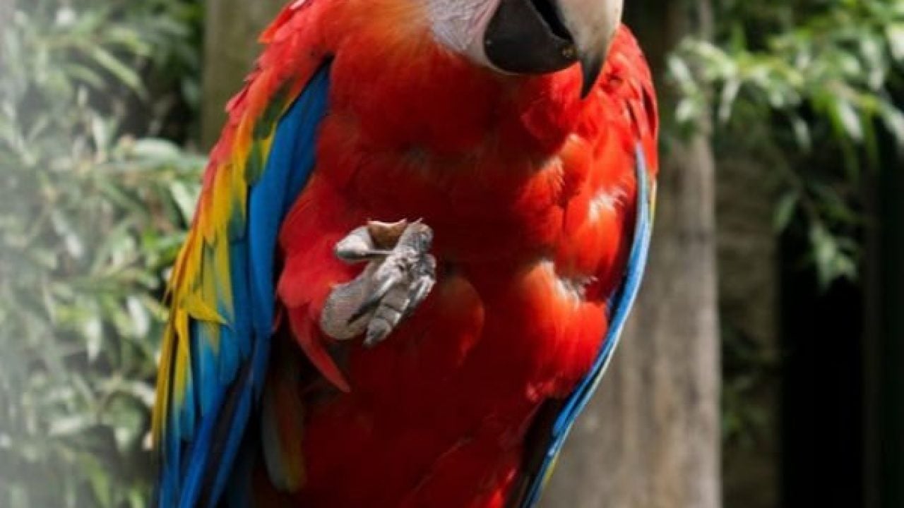 Scarlet macaw eating nuts on a tree stump