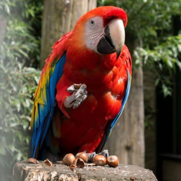 Large Macaw Food