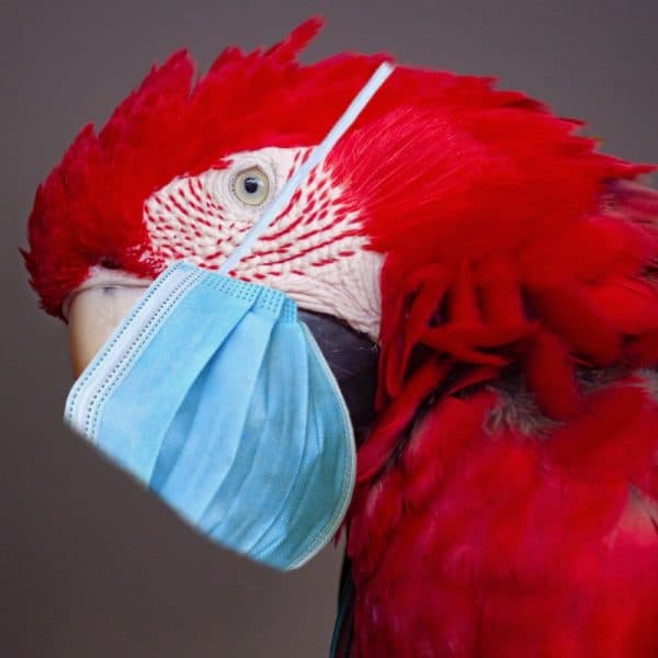 Scarlet macaw wearing paper face mask