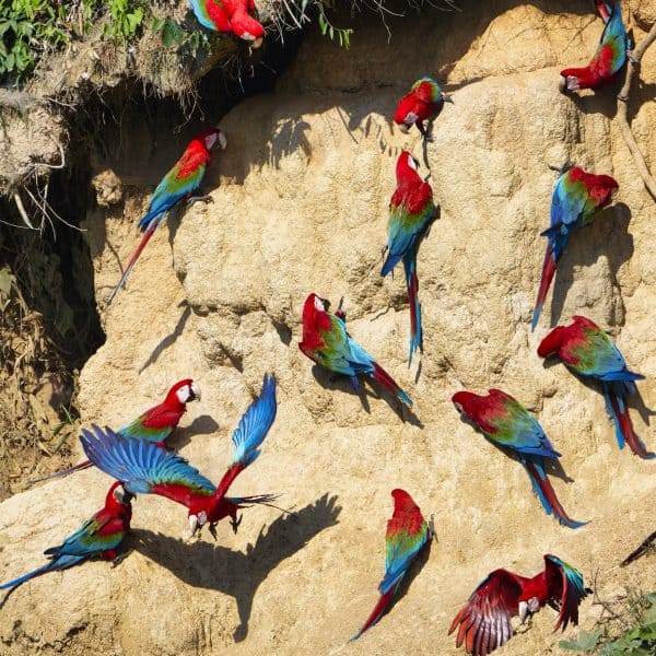 Why Are Flocks So Important for Parrots?