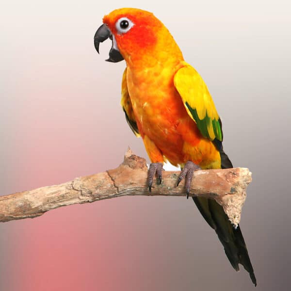 How Do I Control My Conure’s Hormonal Behavior?