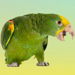 Screaming yellow front amazon parrot in front of yellow to green gradient background