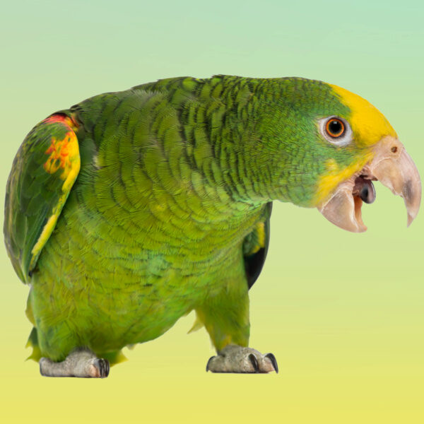 My Parrot Has Started Screaming  ALot.  What Can I Do?