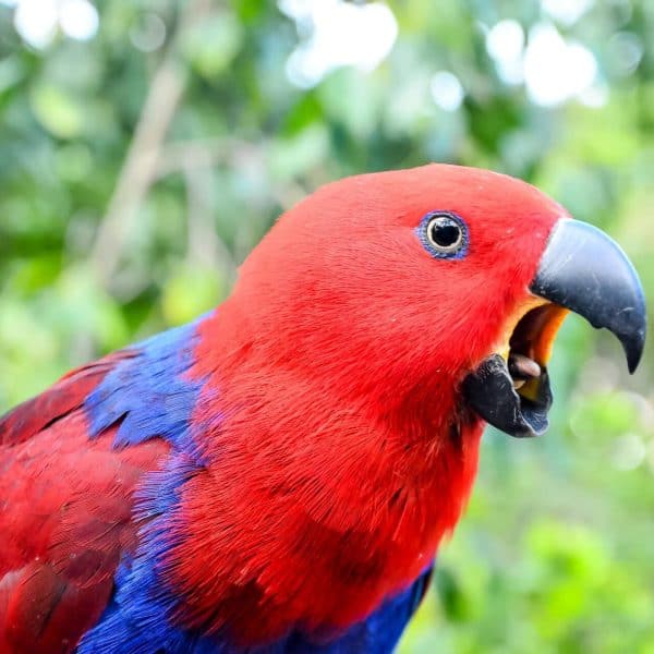 Screaming female Eclectus parrot