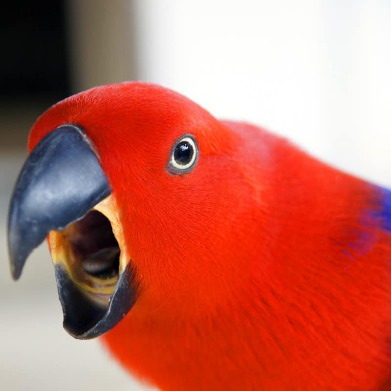 Understanding Parrot Behavior: Decoding Squawks and Screeches