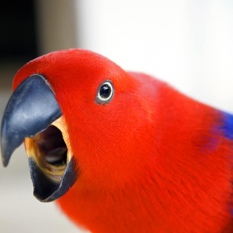 How to Stop Parrots from Screaming