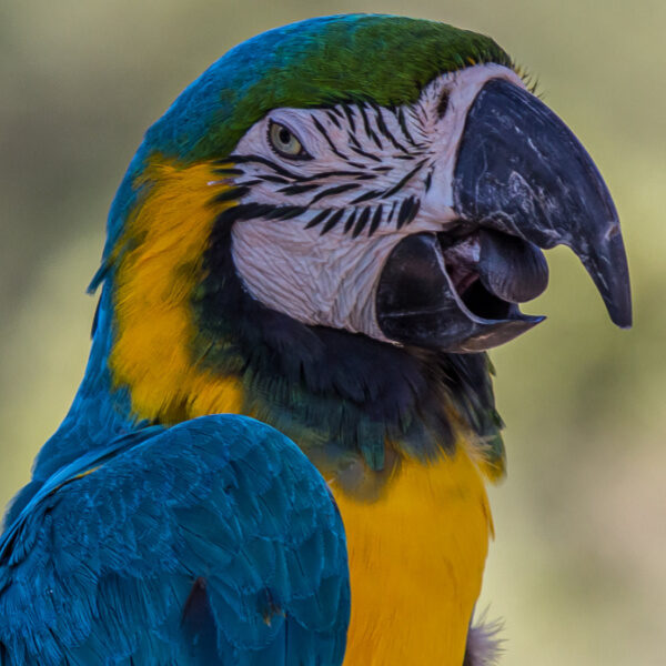 Can We Train a Macaw Parrot Not to Scream?