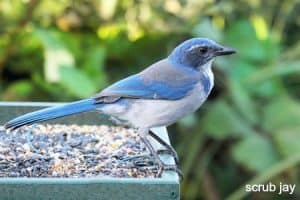 scrub jay bird standing on bird feeder